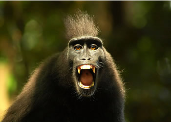 angry monkey